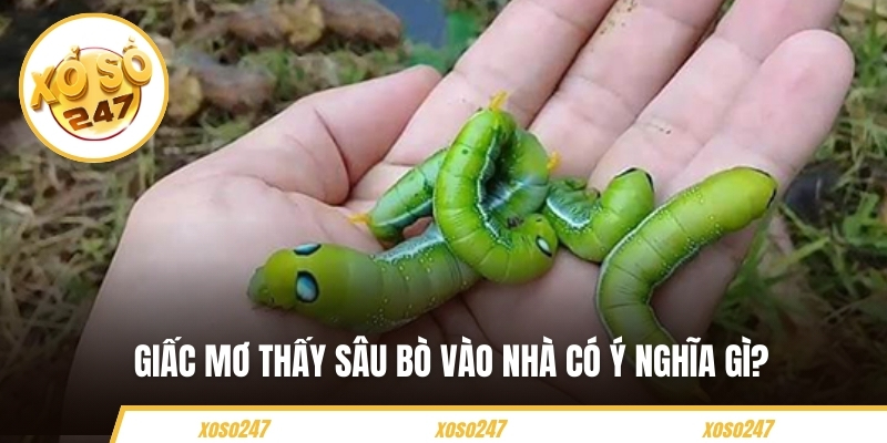 Giấc Mơ Thấy Sâu Có Điềm Báo Gì? Nên Đánh Con Số Nào 3 Giấc mơ thấy sâu bò vào nhà có ý nghĩa gì?