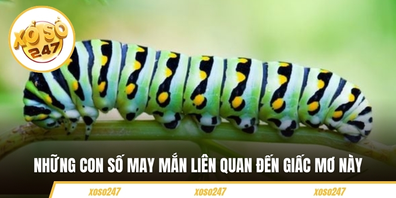 Giấc Mơ Thấy Sâu Có Điềm Báo Gì? Nên Đánh Con Số Nào 5 Những con số may mắn ứng với giấc chiêm bao này