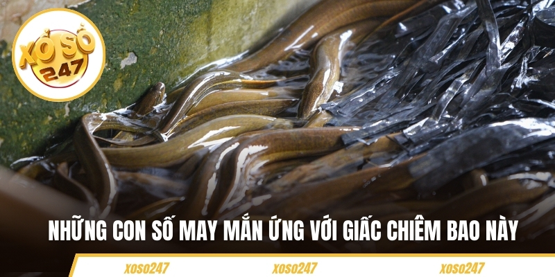 Những con số may mắn ứng với giấc chiêm bao này