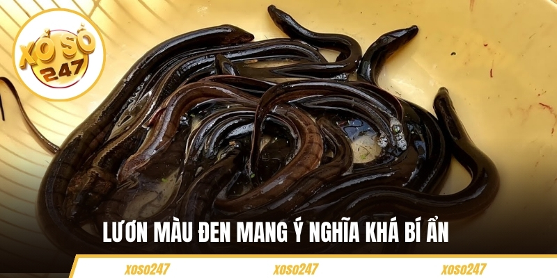 Lươn màu đen mang ý nghĩa khá bí ẩn 