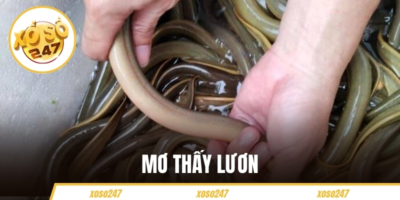 Mơ Thấy Lươn Điềm Báo Gì? Giải Mã Chi Tiết Và Con Số May Mắn